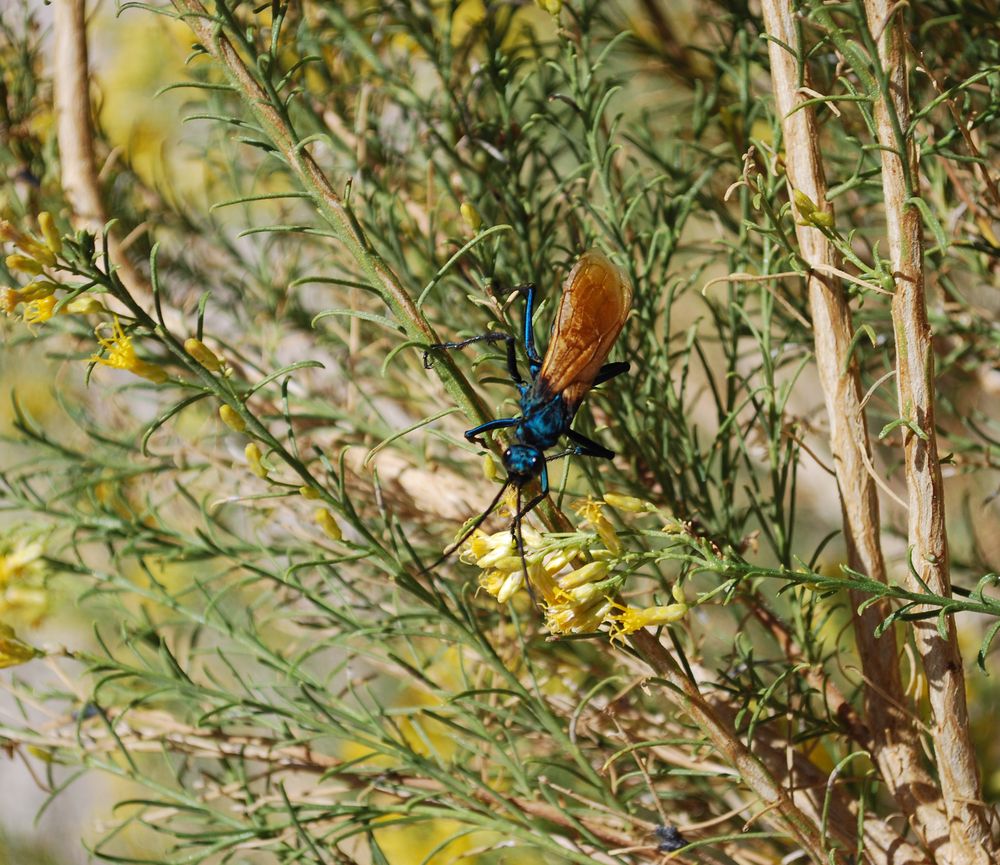 Tarantula Wasp