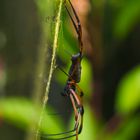 Tarantular