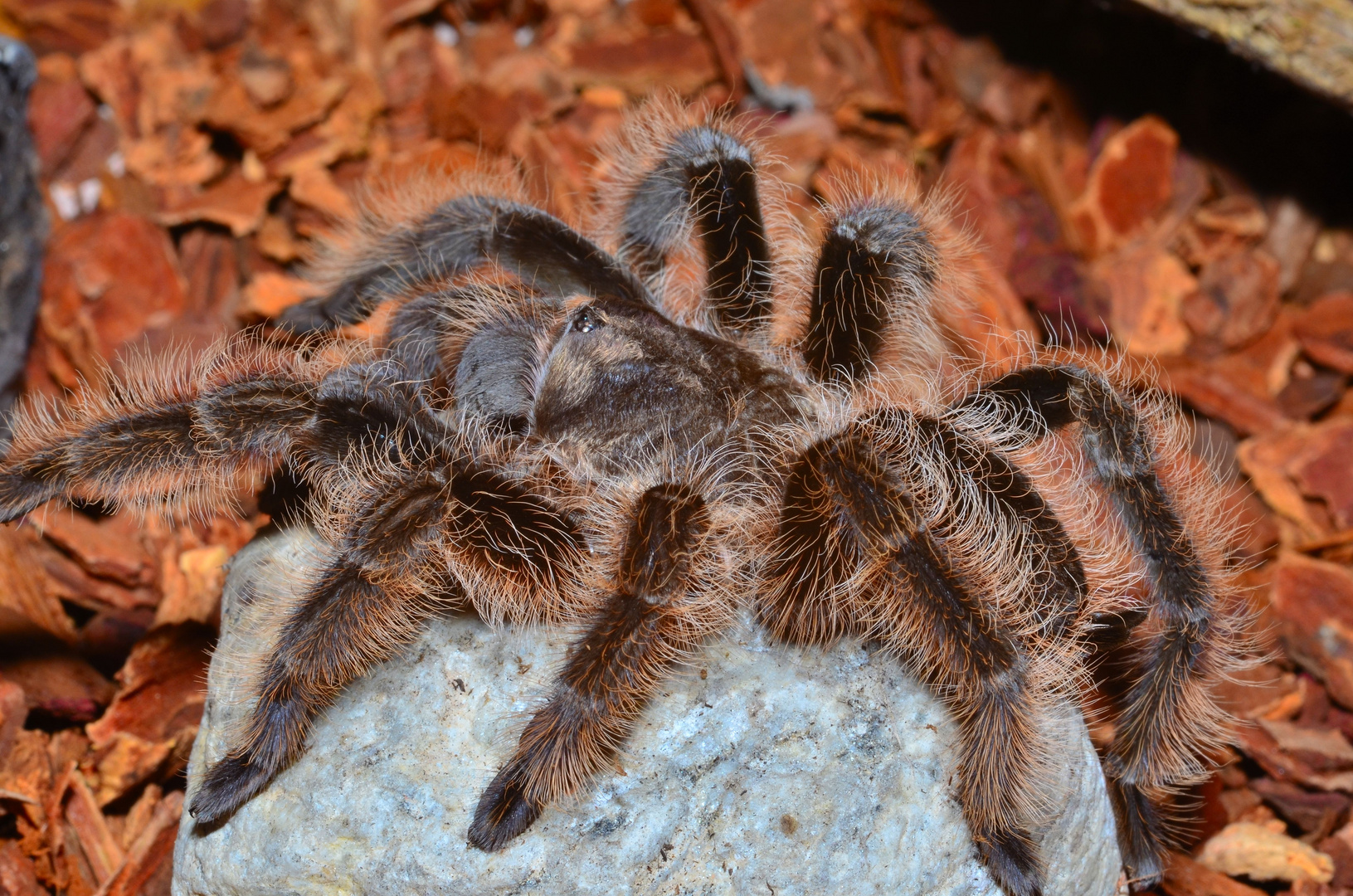 Tarantulas (1)