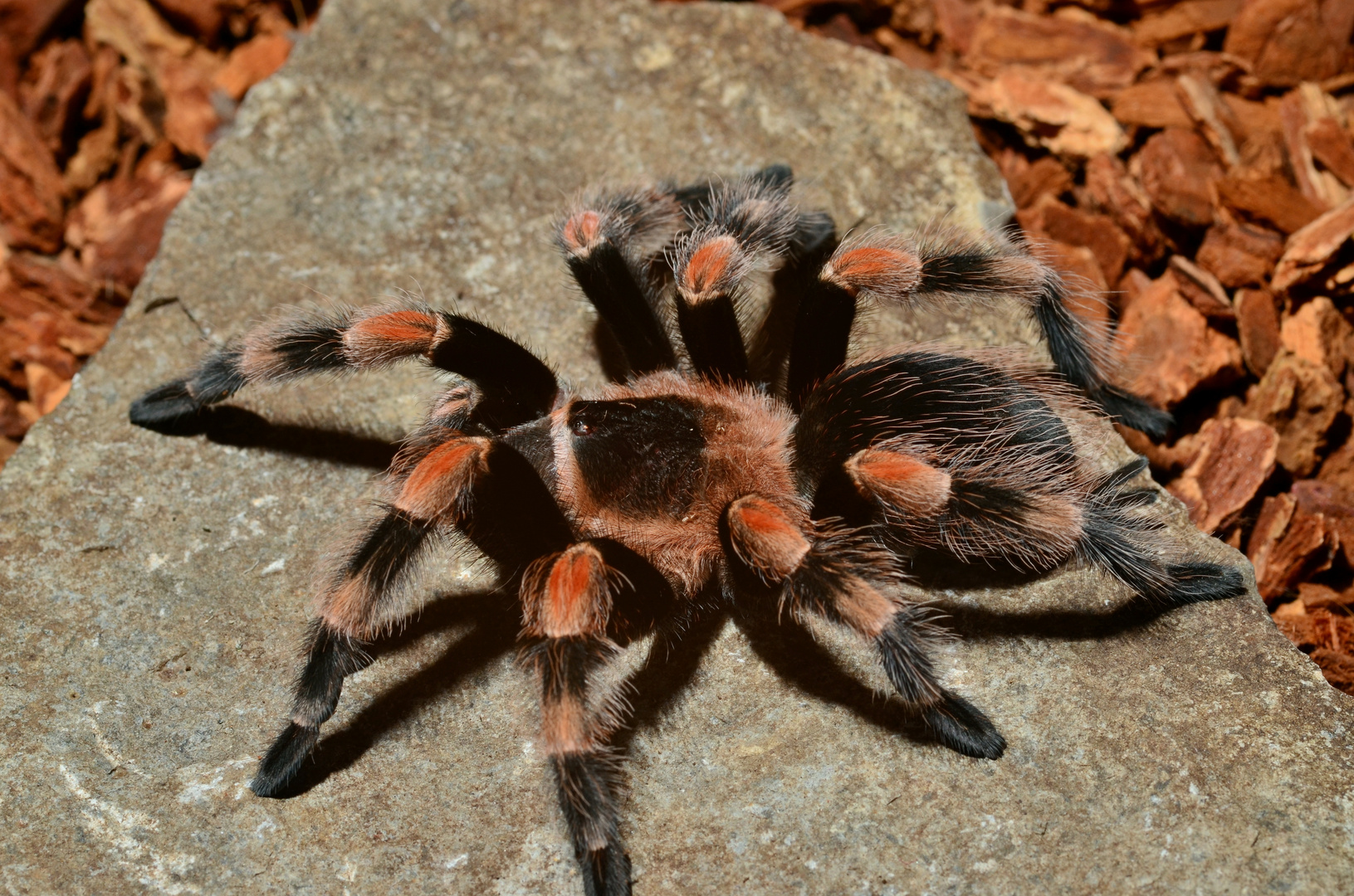 Tarantulas (3)