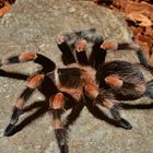 Tarantulas (3)