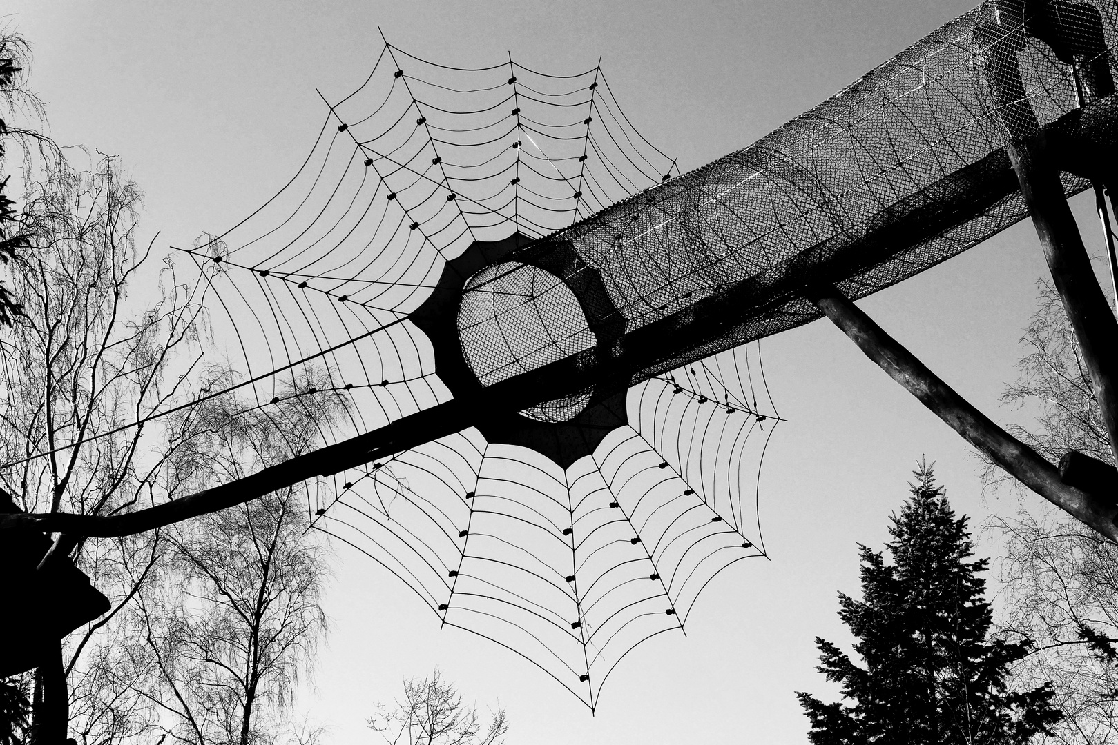 Tarantulas Netz