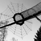 Tarantulas Netz
