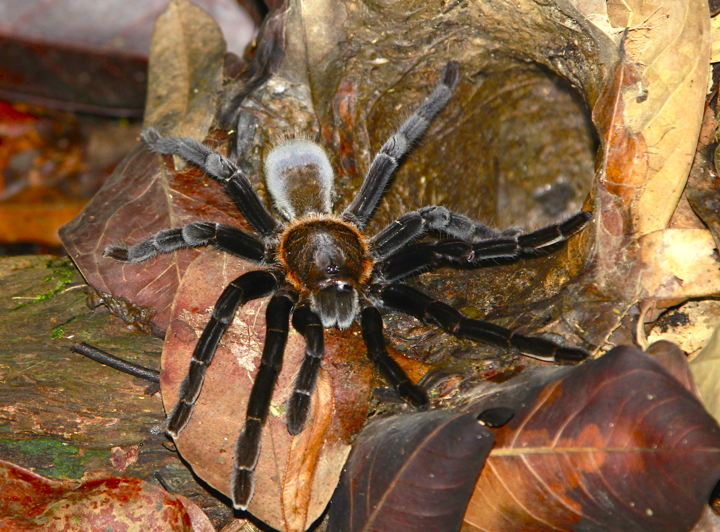 Tarantulas /Spinen