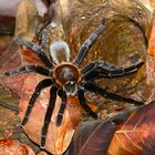 Tarantulas /Spinen