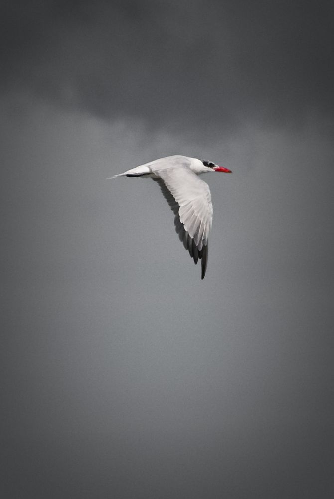 Taranui, the Caspian tern