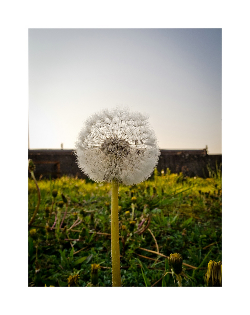 Taraxacum