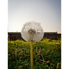 Taraxacum