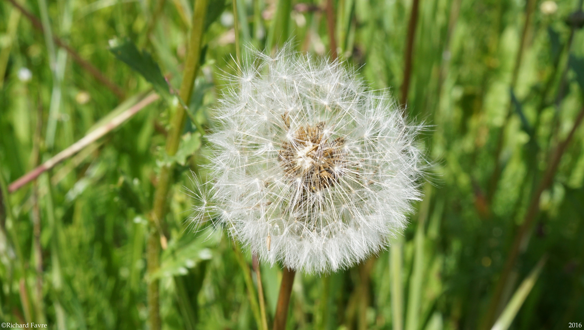 Taraxacum