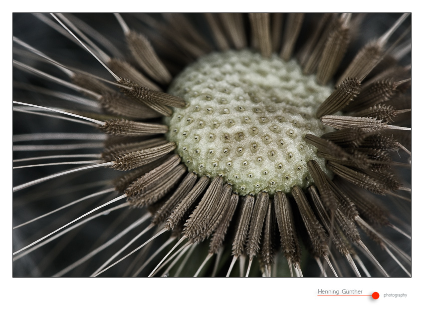 Taraxacum #1