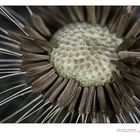 Taraxacum #1