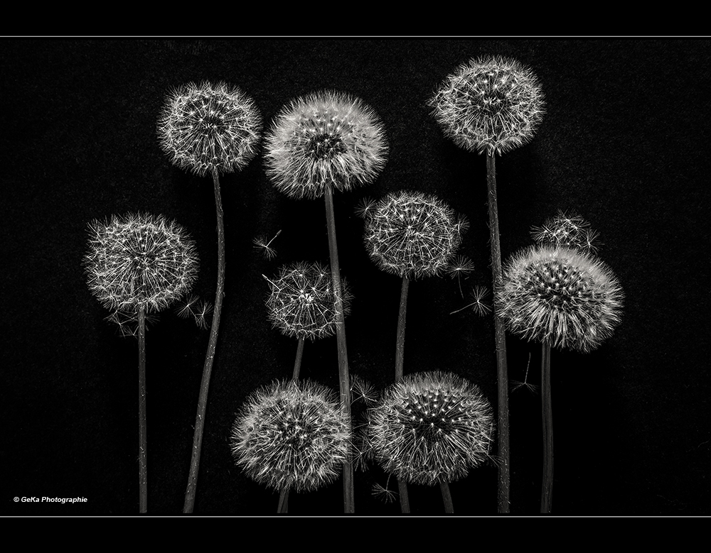 Taraxacum