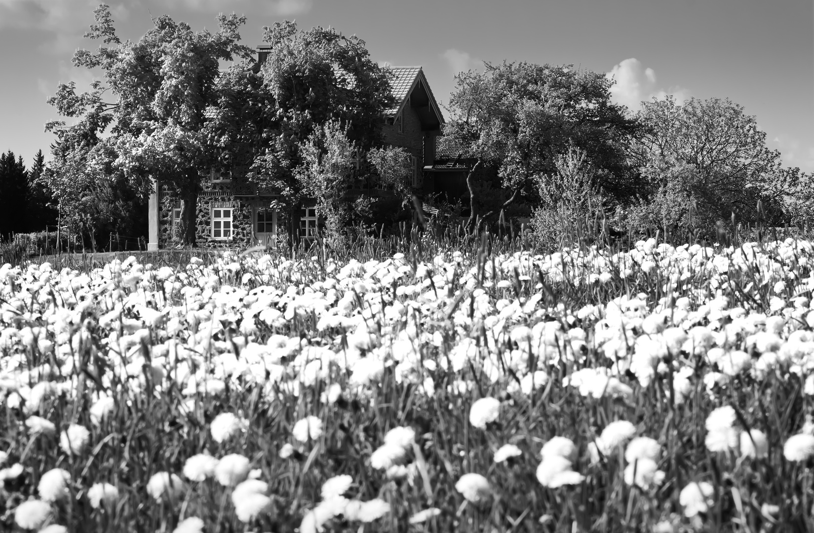 Taraxacum