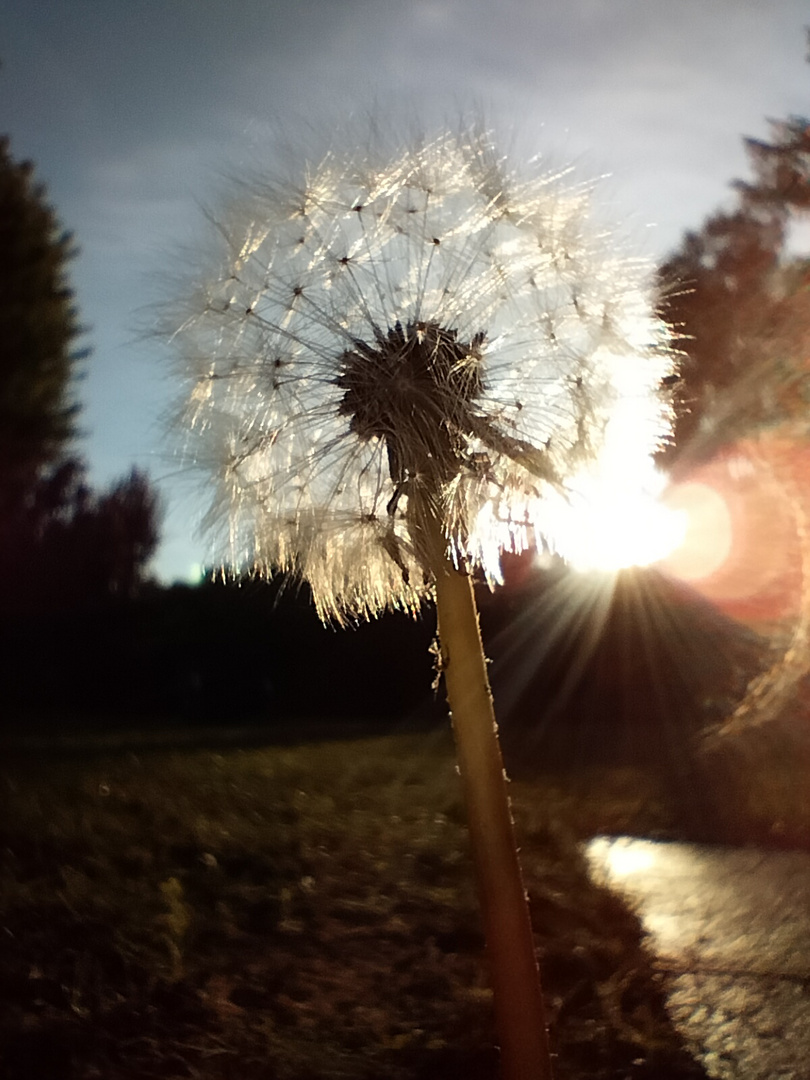 Taraxacum 