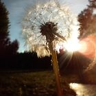 Taraxacum 