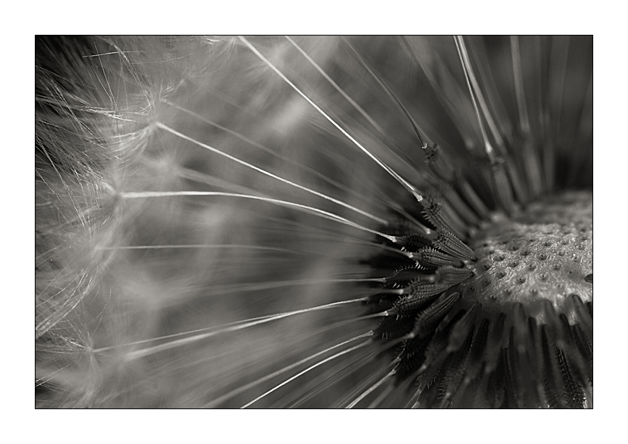 taraxacum 2