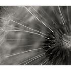 taraxacum 2