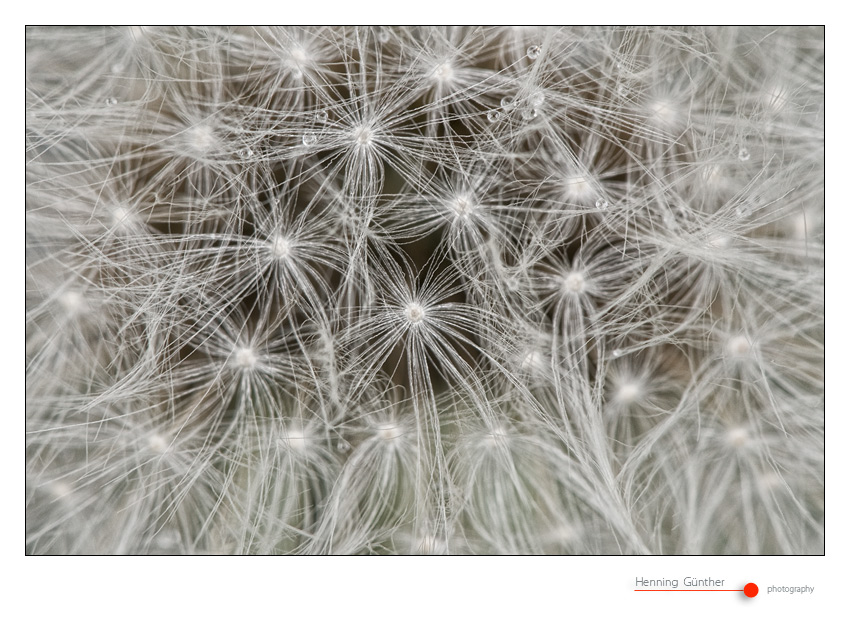 Taraxacum #2