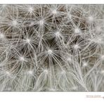 Taraxacum #2