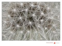 Taraxacum #2