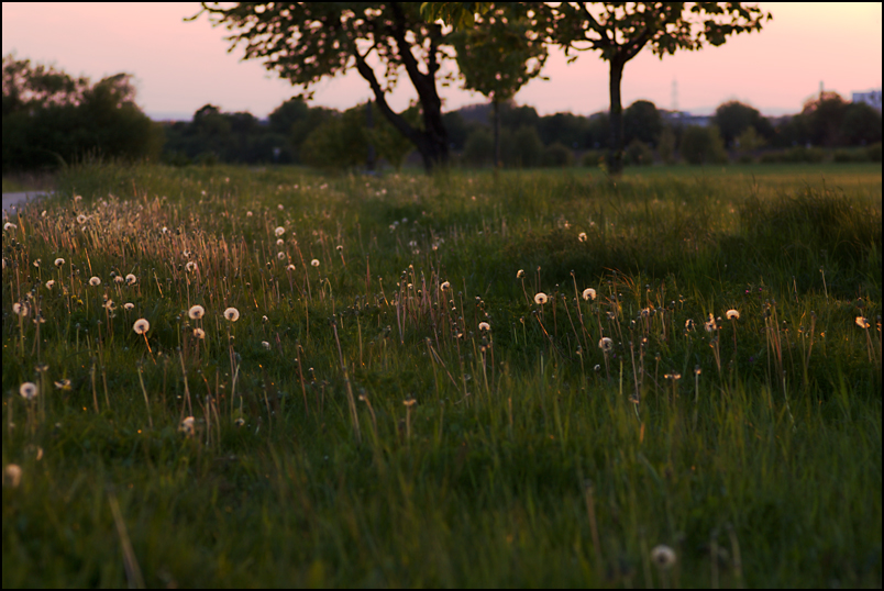 Taraxacum 2