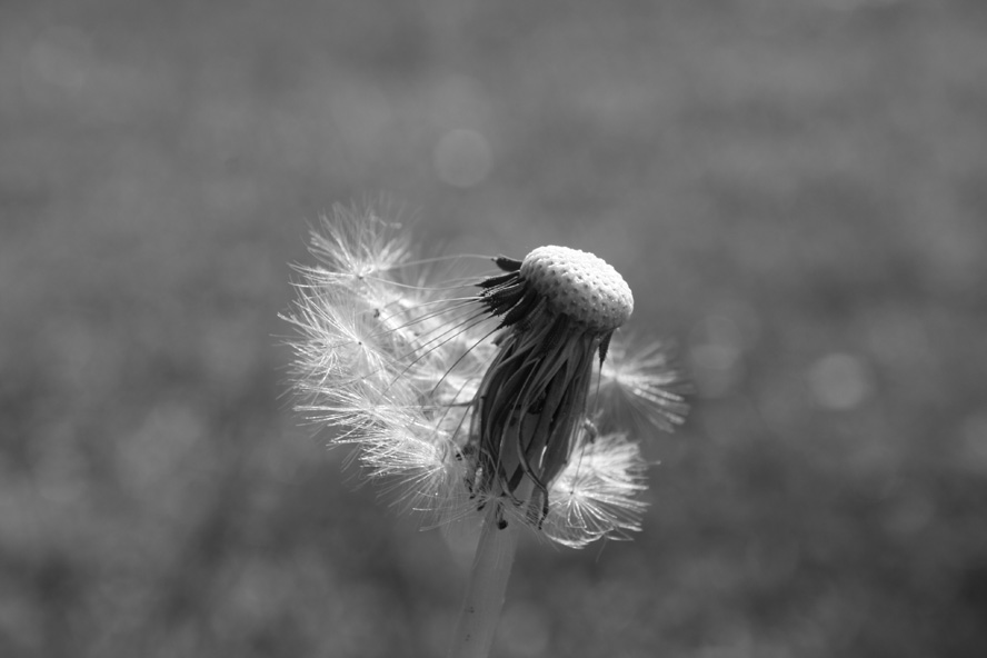 taraxacum