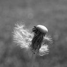 taraxacum