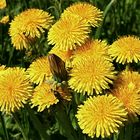 Taraxacum