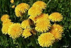 Taraxacum