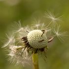 Taraxacum