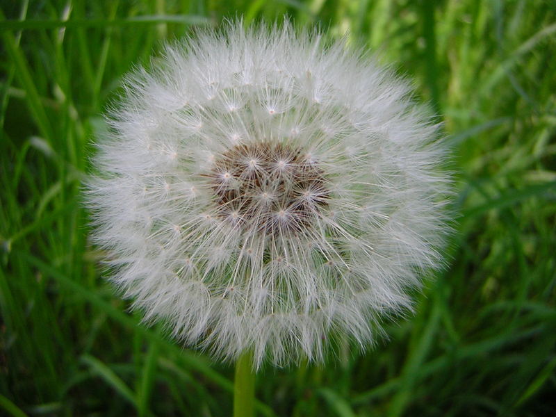 Taraxacum