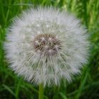 Taraxacum