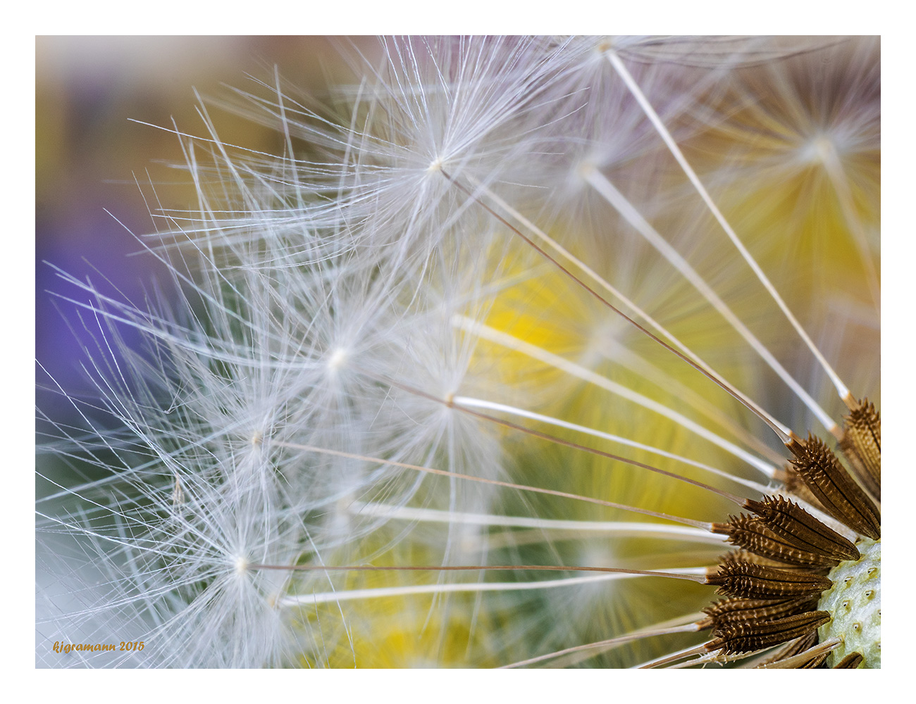 taraxacum.....