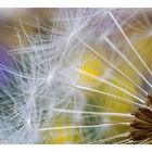 taraxacum.....