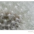 Taraxacum #3