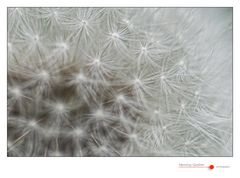 Taraxacum #3