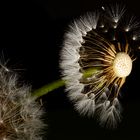 taraxacum 3