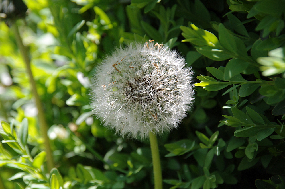 Taraxacum by Fred Grimm 