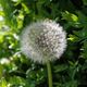 Taraxacum