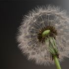 Taraxacum