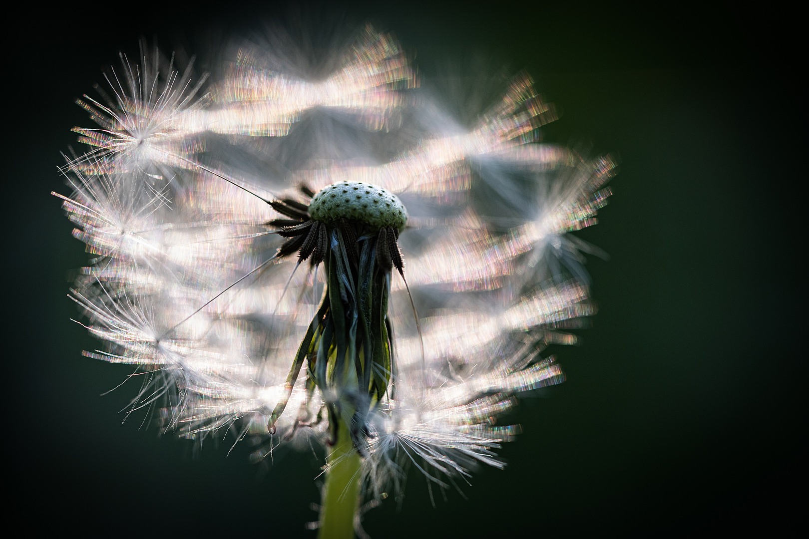 TARAXACUM