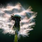 TARAXACUM