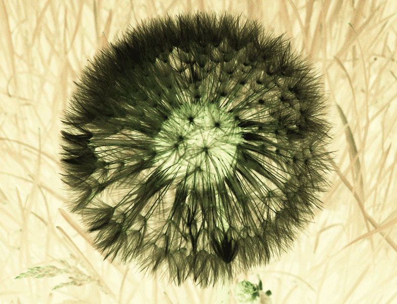 Taraxacum