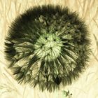 Taraxacum