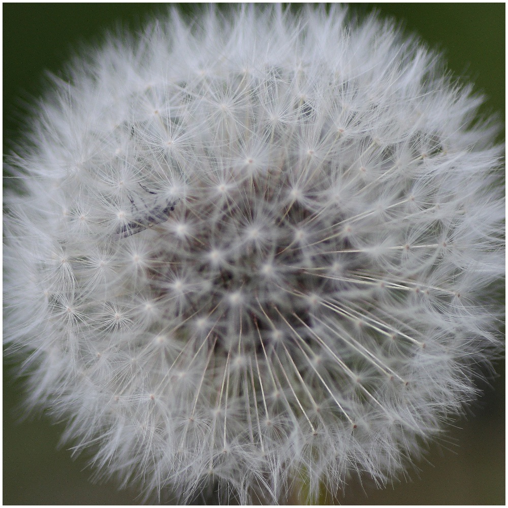 Taraxacum