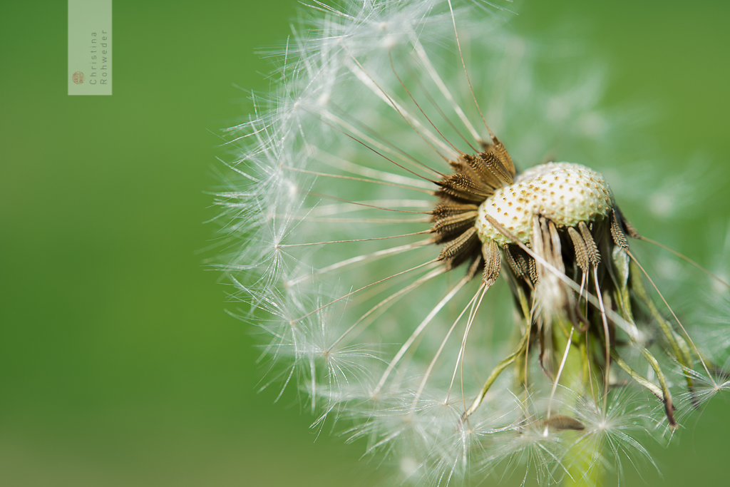 Taraxacum