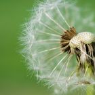 Taraxacum