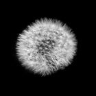 Taraxacum