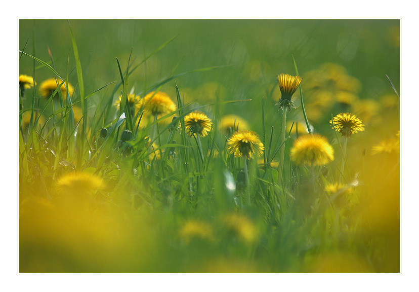 taraxacum