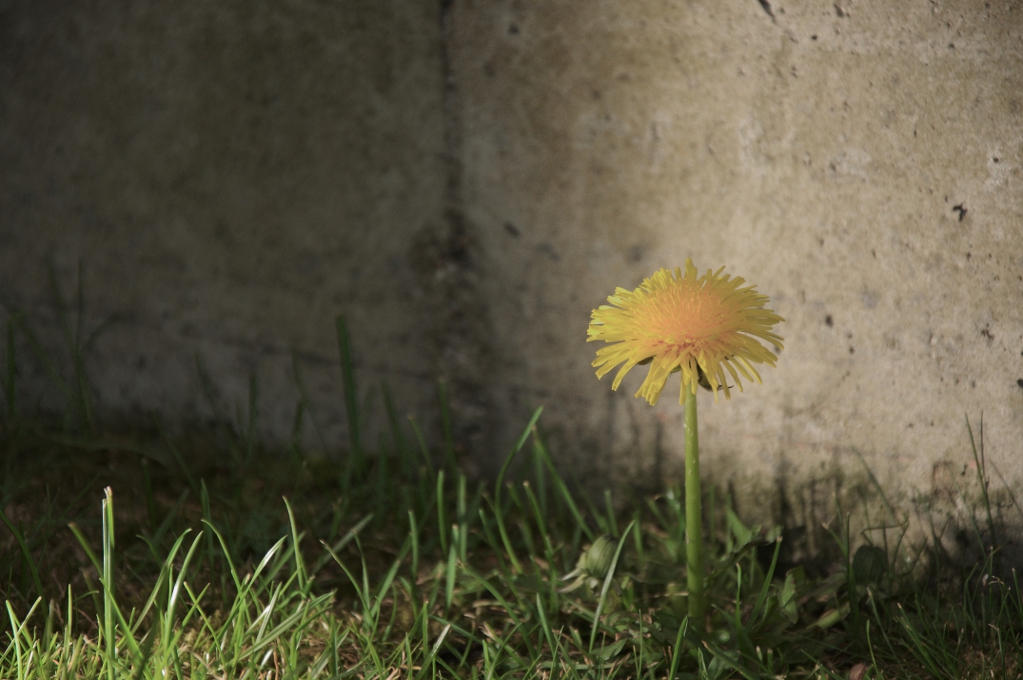 Taraxacum